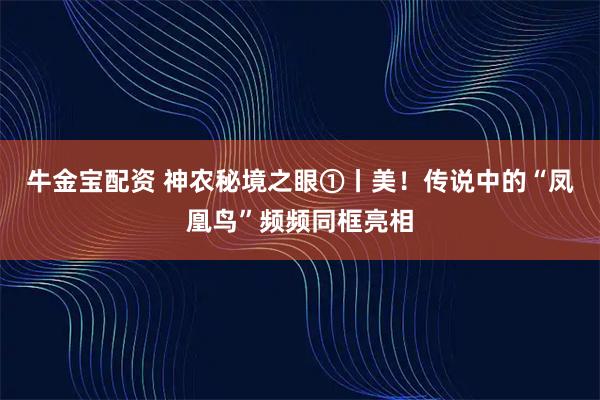 牛金宝配资 神农秘境之眼①丨美！传说中的“凤凰鸟”频频同框亮相
